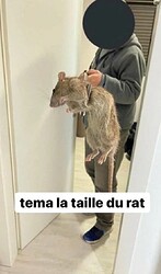 Le-meme-tema-la-taille-du-rat-1680766