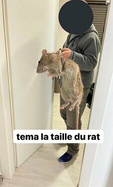 Témalatailledurat